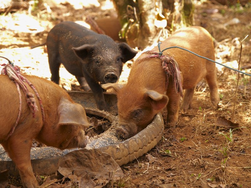 Bolaven Plateau, Pig
